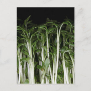 Garden Cress Lepidium sativum Vykort