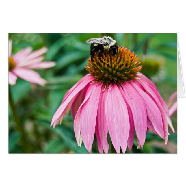 Garden Delight OBS Kort (Framsidan Horizontal)