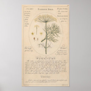 Garden Dill Botanical Print Poster