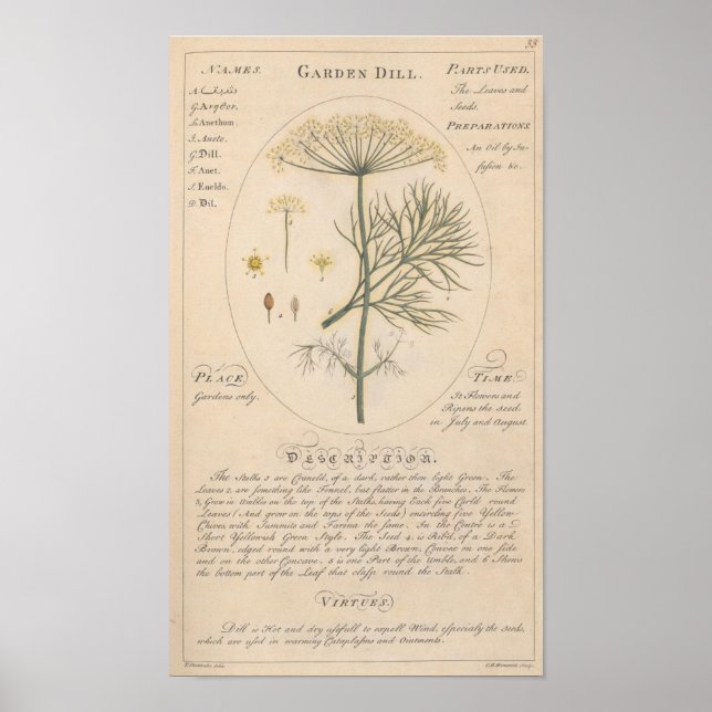 Garden Dill Botanical Print Poster (Framsidan)