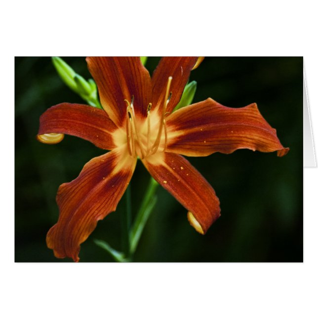 Garden Flame Card OBS Kort (Framsidan Horizontal)