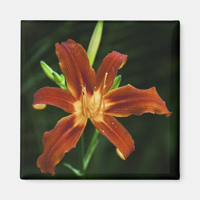 Garden Flame Magnet (Framsidan)
