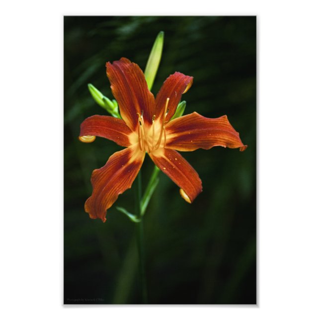 Garden Flame Photo Fototryck (Framsidan)
