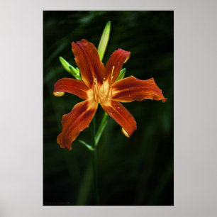 Garden Flame Skriv ut Poster