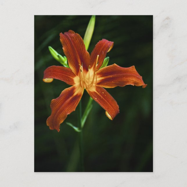 Garden Flame vykort (Framsida)