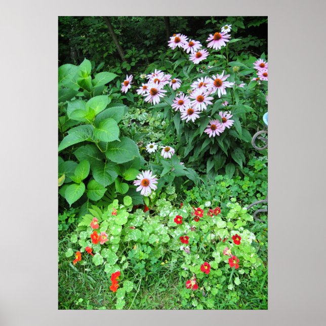 Garden Flowers Coneflower Nasturtium Poster (Framsidan)