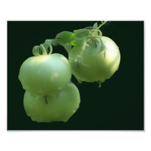 Garden Grönt Tomates Nature 8x10 Fototryck