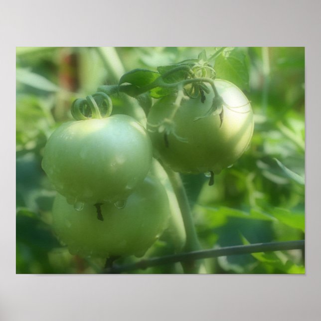 Garden Grönt Tomates Nature Poster (Framsidan)