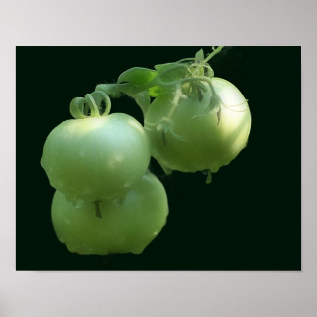 Garden Grönt Tomates Nature Poster (Framsidan)