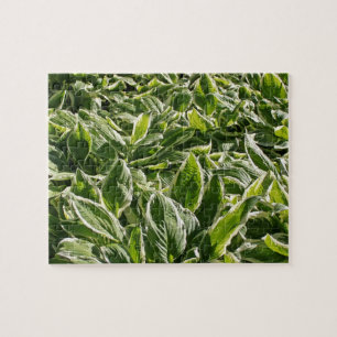 Garden Grönt White Hosta Plants sommar Vår 2020 Pussel