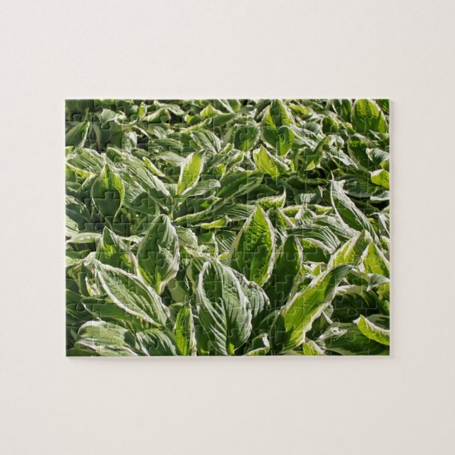 Garden Grönt White Hosta Plants, sommaren Vår 2020 Pussel (Horisontell)