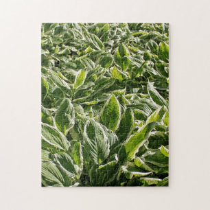 Garden Grönt White Hosta Plants, sommartid, Vår Co Pussel