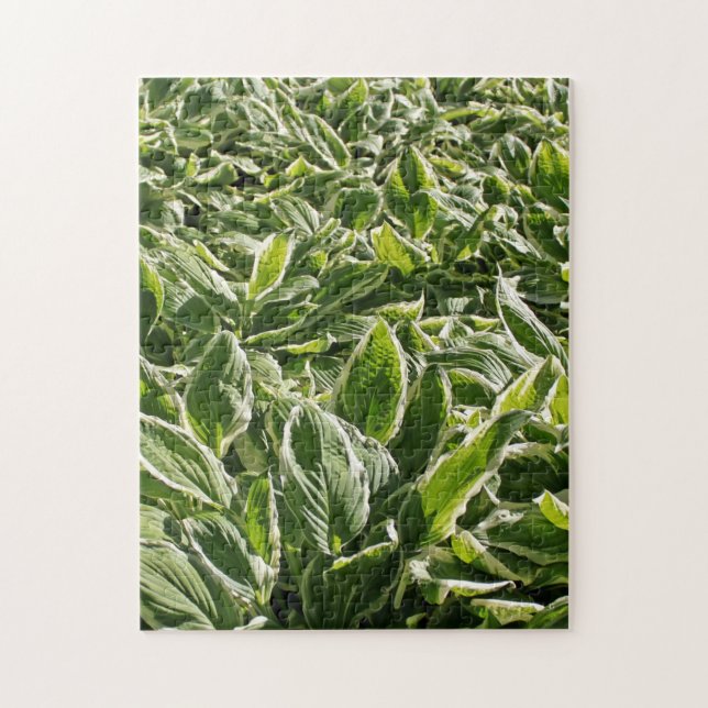 Garden Grönt White Hosta Plants, sommartid, Vår Co Pussel (Vertikal)