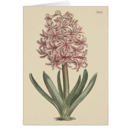 Garden Hyacinth Botanical Illustration Hälsningskort