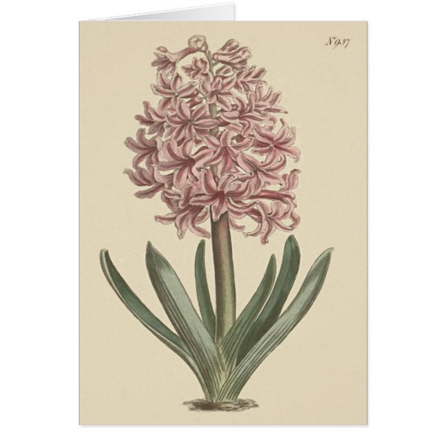 Garden Hyacinth Botanical Illustration Hälsningskort (Framsidan)