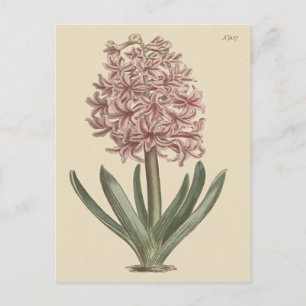 Garden Hyacinth Botanical Illustration Vykort