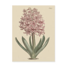 Garden Hyacinth Botanical Illustration