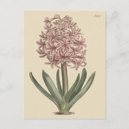 Garden Hyacinth Botanical Illustration Vykort