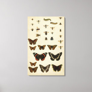 Garden Insektrare efter Vision Studio Canvastryck
