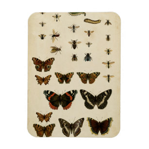 Garden Insektrare efter Vision Studio Magnet