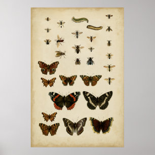 Garden Insektrare efter Vision Studio Poster