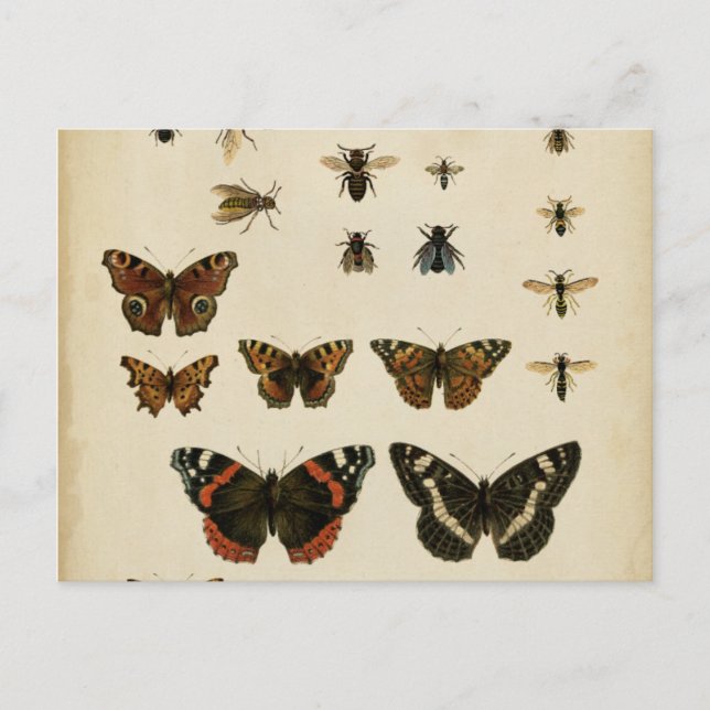Garden Insekts by Vision Studio Vykort (Framsida)