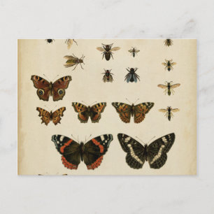 Garden Insekts by Vision Studio Vykort