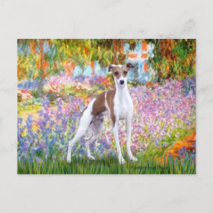 Garden - Italienska Greyhound 7 Vykort