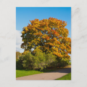 Garden Maple, St.Petersburg, Ryssland vykort
