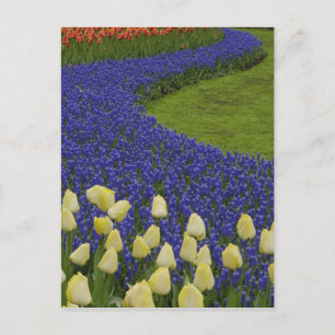 Garden mönster av druvor, hyacintblommor och 2 vykort