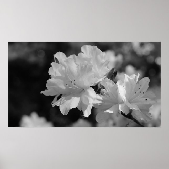 Garden of Flowers Poster (Framsidan)