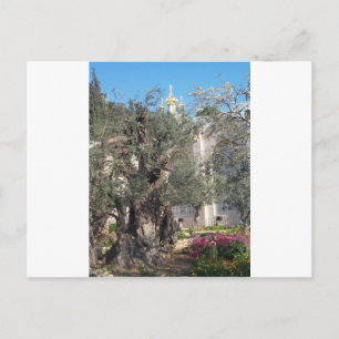 Garden of Gethsemane Vykort