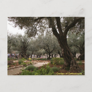 Garden of Gethsemane Vykort