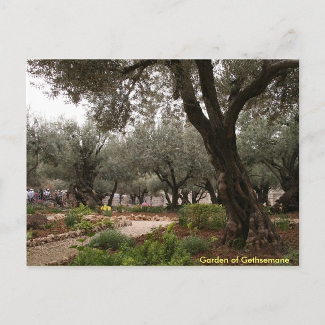 Garden of Gethsemane Vykort (Framsida)