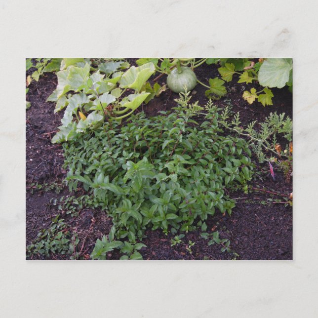 Garden of Mint Vykort (Framsida)