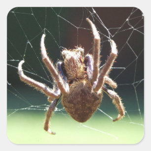 Garden Orb Weaver Spider Sticker Fyrkantigt Klistermärke