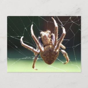Garden Orb Weaver Spider-vykort Vykort