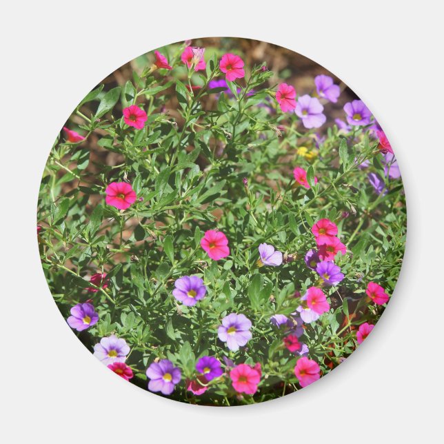 Garden Petunia Magnet (Framsidan)