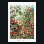 Garden Plants Poster<br><div class="desc">Muscinae-Laubmoose A. Giltsch,  gem from Kunstformen der Natur (1904),  av Ernst Haeckel.</div>