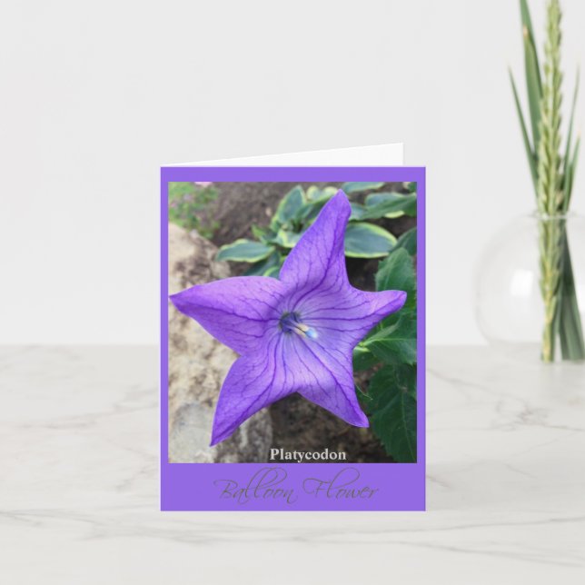 Garden "Platycodon"-anteckningskortets stjärna Kort (Framsida)