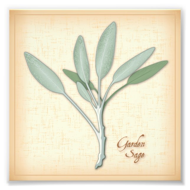 Garden Sage Herb Photo Print Fototryck (Framsidan)
