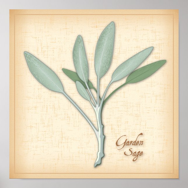Garden Sage Herb Poster (Framsidan)