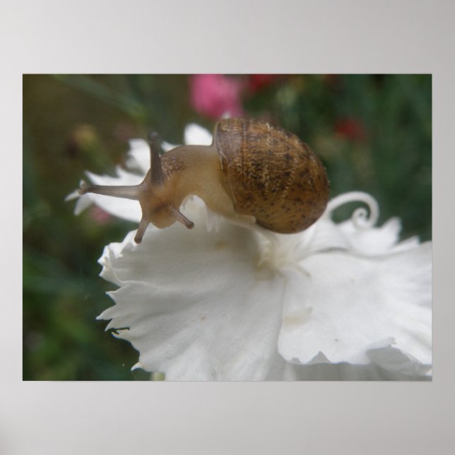 Garden Snail and White Carnation Print Poster (Framsidan)