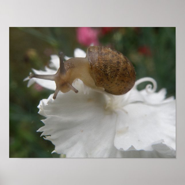 Garden Snail and White Carnation Print Poster (Framsidan)