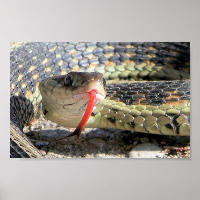 Garden snake poster (Framsidan)