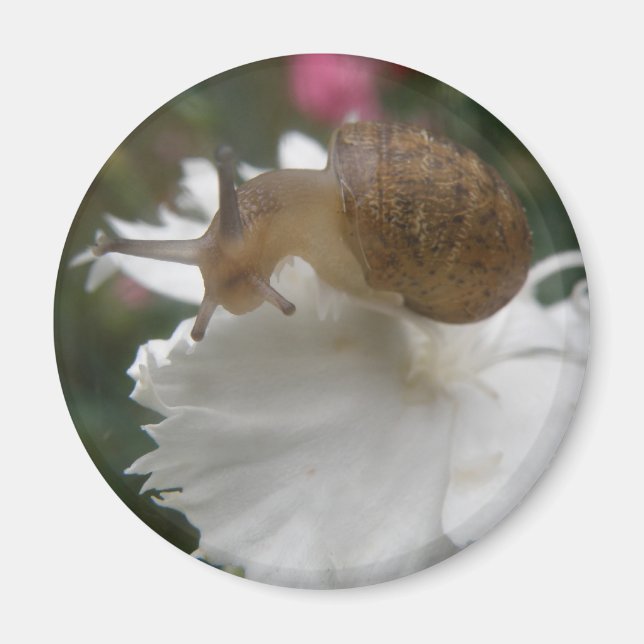 Garden Snigel och White Carnation Magnet (Framsidan)