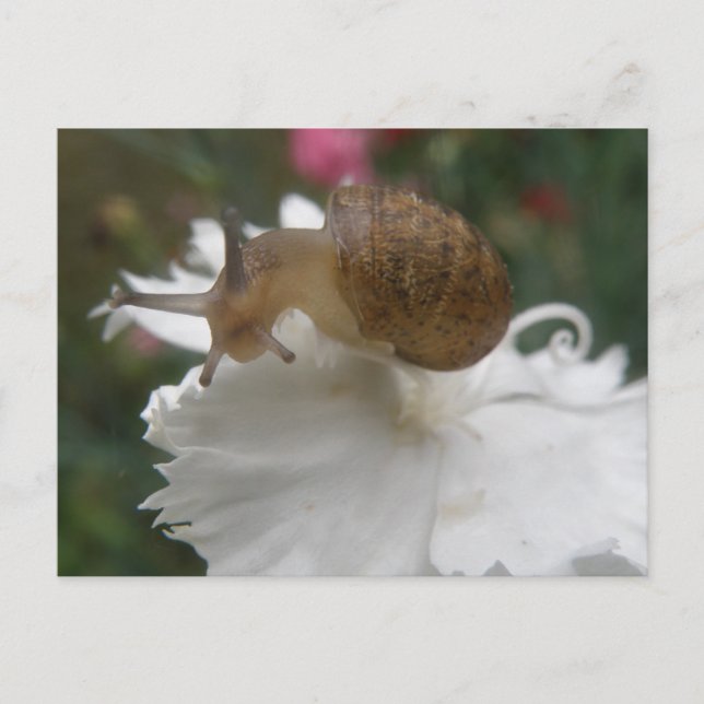 Garden Snigel och White Carnation Postcard Vykort (Framsida)
