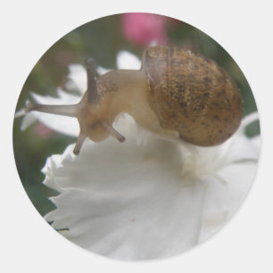 Garden Snigel och White Carnation Stickers Runt Klistermärke