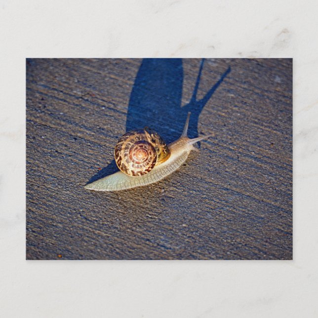 Garden Snigel vykort (Framsida)