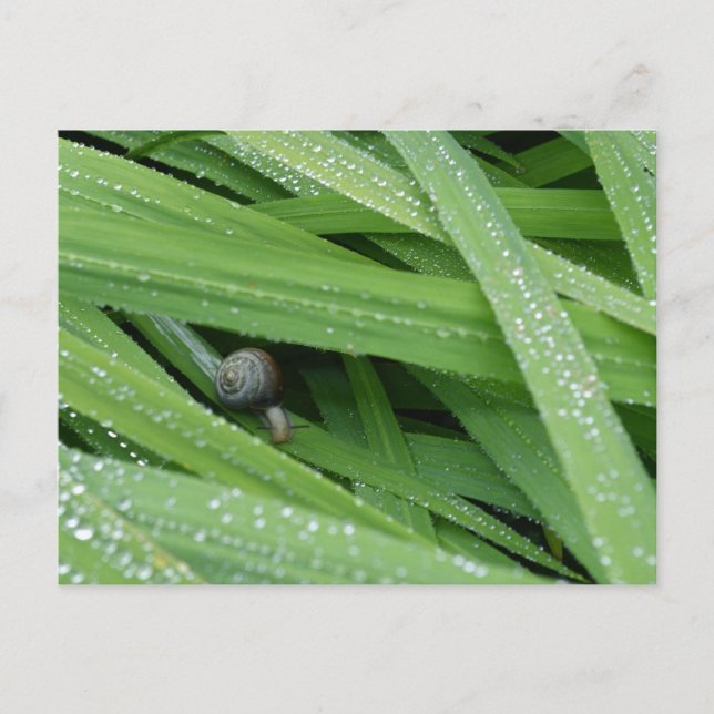 Garden Snigel Vykort (Framsida)